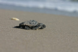 sea turtle florida